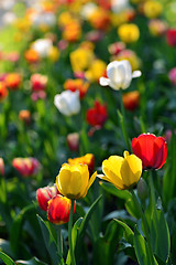 Image showing Tulips