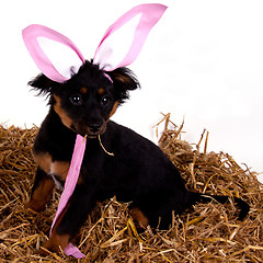 Image showing funny cute easter dog with pink rabbit ears