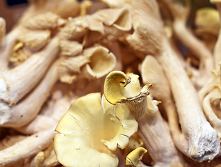 Image showing fresh chanterelle mushrooms closeup on a market