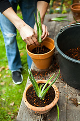 Image showing gardener repot young aloe vera plants