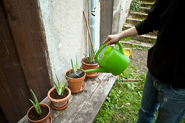 Image showing gardener repot young aloe vera plants