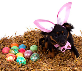 Image showing funny cute easter dog with pink rabbit ears