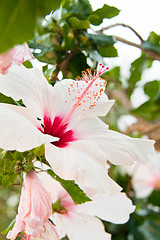 Image showing beautiful tropical white hibiscus Malvaceae flower in summer 