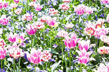 Image showing beautiful colorful pink tulips outdoor in spring