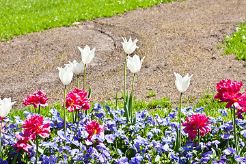 Image showing beautiful colorful pink tulips outdoor in spring