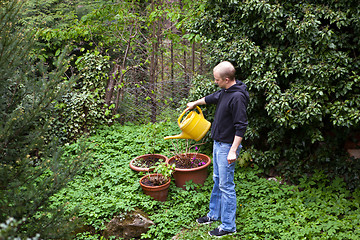 Image showing gardener repot young aloe vera plants