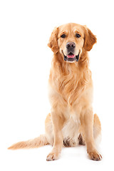 Image showing golden retriever dog sitting on isolated  white