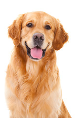 Image showing golden retriever dog sitting on isolated  white