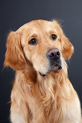 Image showing golden retriever dog on black