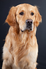 Image showing golden retriever dog on black