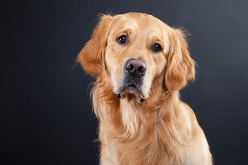 Image showing golden retriever dog on black