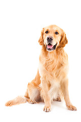 Image showing golden retriever dog sitting on isolated  white