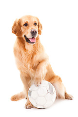 Image showing golden retriever dog playing with ball on isolated  white