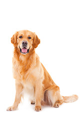 Image showing golden retriever dog sitting on isolated  white