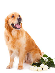 Image showing golden retriever dog with white roses on isolated  white