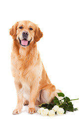 Image showing golden retriever dog with white roses on isolated  white