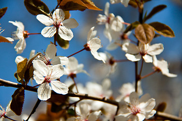Image showing Cherry blossom on a beautiful spring morning