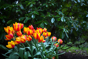 Image showing beautiful colorful tulips outdoor in spring 