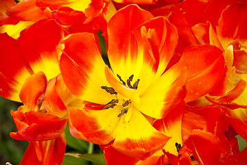 Image showing beautiful colorful tulips outdoor in spring 