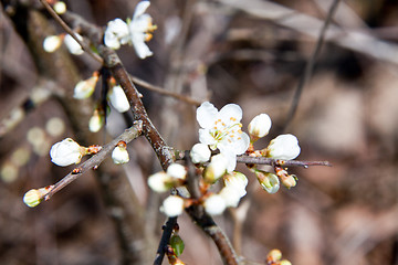 Image showing Cherry blossom on a beautiful spring morning