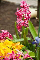 Image showing beautiful hyacinth flowers in garden in spring