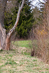 Image showing beautiful sunny spring day in the forest 