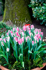 Image showing beautiful colorful tulips outdoor in spring 