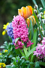 Image showing beautiful hyacinth flowers in garden in spring