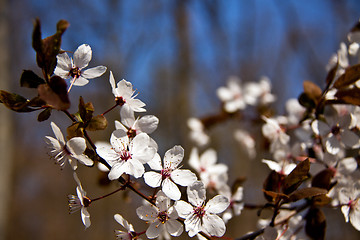 Image showing Cherry blossom on a beautiful spring morning