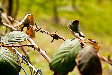 Image showing green blackberry bush in spring outdoor macro