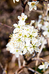Image showing Cherry blossom on a beautiful spring morning
