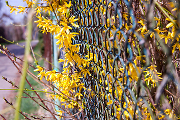 Image showing beautiful yellow forsythia flowers outdoor in spring