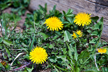 Image showing Dandelion with yellow flower in spring sun