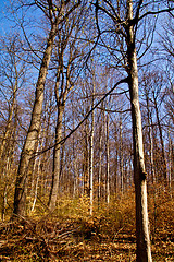 Image showing beautiful sunny spring day in the forest 