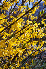 Image showing beautiful yellow forsythia flowers outdoor in spring