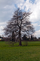 Image showing beautiful sunny spring day in the forest 