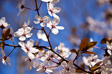 Image showing Cherry blossom on a beautiful spring morning