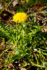 Image showing Dandelion with yellow flower in spring sun