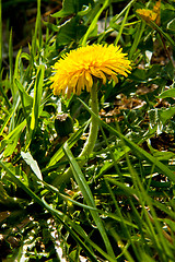 Image showing Dandelion with yellow flower in spring sun