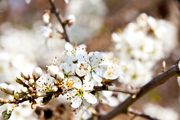 Image showing Cherry blossom on a beautiful spring morning