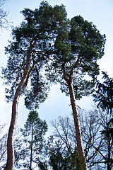 Image showing beautiful sunny spring day in the forest 