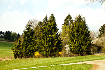 Image showing beautiful sunny spring day in the forest 