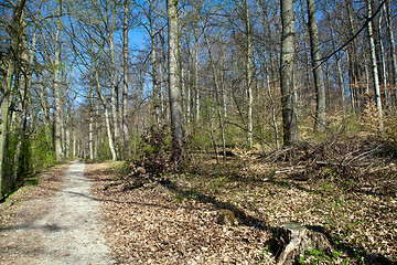 Image showing beautiful sunny spring day in the forest 