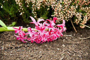 Image showing beautiful hyacinth flowers in garden in spring