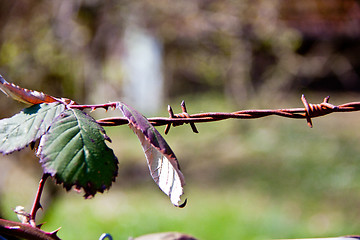 Image showing green blackberry bush in spring outdoor macro