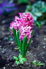 Image showing beautiful hyacinth flowers in garden in spring