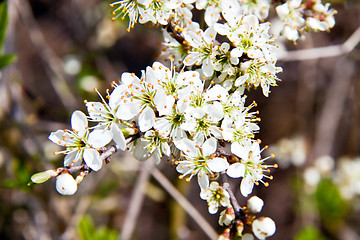 Image showing Cherry blossom on a beautiful spring morning