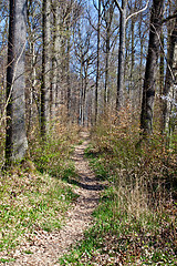 Image showing beautiful sunny spring day in the forest 