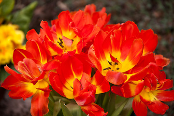 Image showing beautiful colorful tulips outdoor in spring 