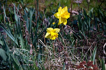 Image showing beautiful daffofils in a garden in spring 